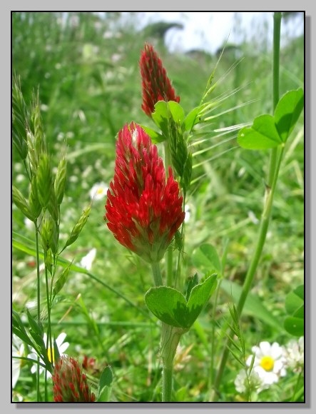 Borago, galactites, lagarus e altro